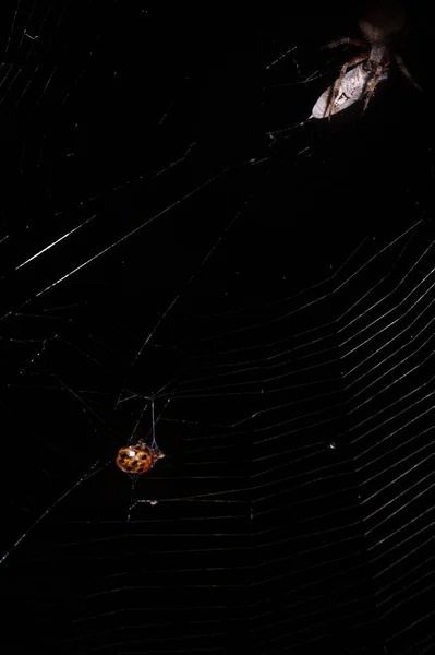Вертикальний Знімок Небезпечного Павука Інтернеті — стокове фото
