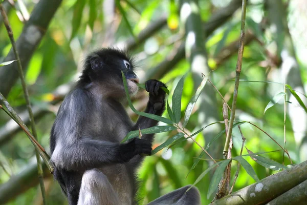 Jíst Bambusové Listy Opice Tmavá Trachypithecus Obscurus Ohrožený Národní Park — Stock fotografie