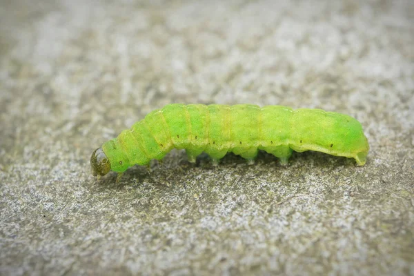 Detailní Záběr Zelenou Housenku Úhlové Odstíny Můra Phlogophora Meticulosa Kameni — Stock fotografie