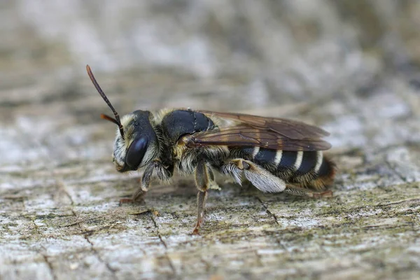 Nahaufnahme Eines Weibchens Der Variablen Bergarbeiterbiene Andrena Variabilis Gard Frankreich — Stockfoto