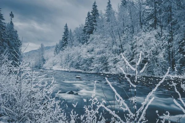 Het Prachtige Uitzicht Het Winterbos Met Rivier — Stockfoto