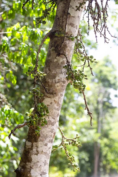 Figues Sur Arbre Forêt Tropicale Sur Plateau Atherton Dans Nord — Photo