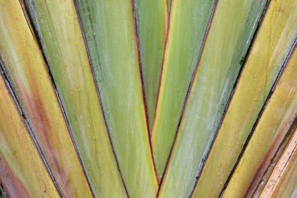 Closeup Shot Green Plant Leaves Background — Stock Photo, Image