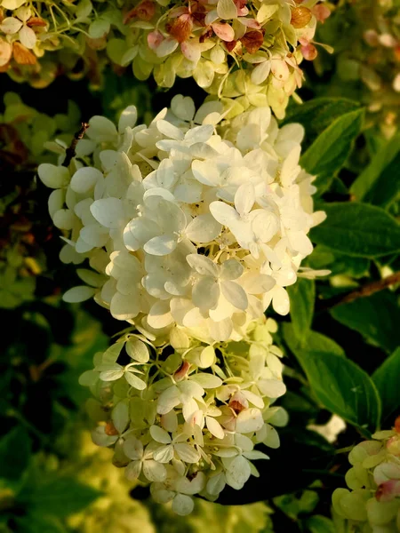 Disparo Vertical Flores Hortensia Pálidas Con Centro Atención Atardecer Principios —  Fotos de Stock