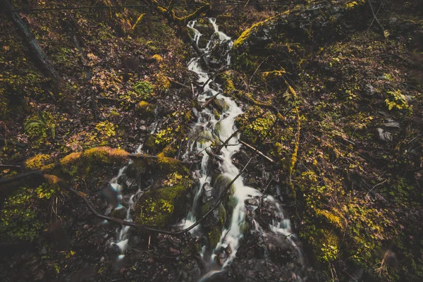 Riachos Estreitos Água Que Flui Floresta — Fotografia de Stock