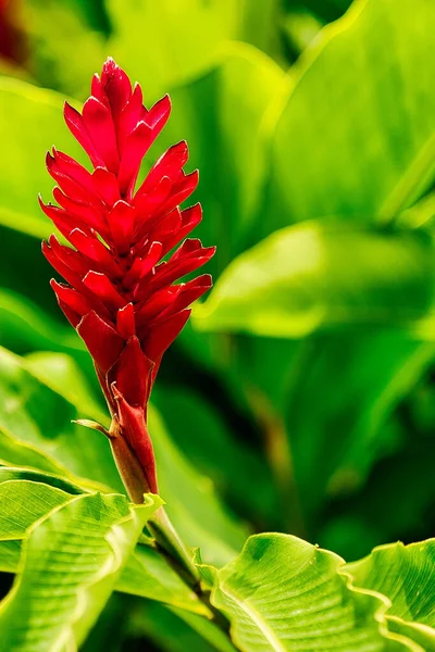 Plano Vertical Una Flor Roja Jengibre — Foto de Stock