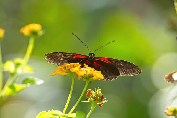 Una Mariposa Negra Roja Sienta Una Varias Flores Amarillas — Foto de Stock