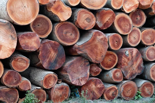 Eine Nahaufnahme Von Brennholz Einem Ländlichen Garten — Stockfoto