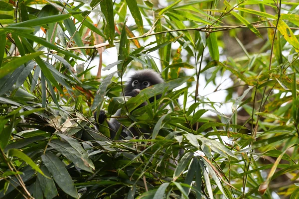 Espreitando Dentro Folhas Bambu Dusky Leaf Monkey Trachypithecus Obscurus Endangered — Fotografia de Stock