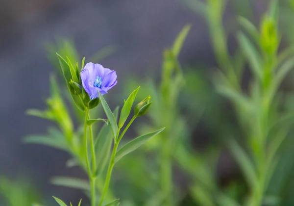 Eine Kleine Flachsblume Bio Garten — Stockfoto