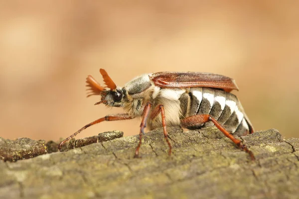 Fechar Cockchafer Doodlebug Melolontha Melolontha Rastejando Alguma Madeira — Fotografia de Stock