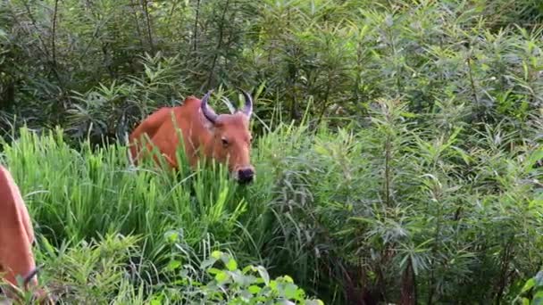 Vacas Pastando Campo Perto Floresta — Vídeo de Stock