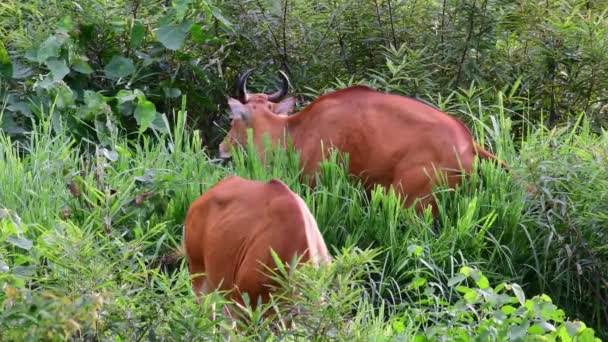 Vacas Pastando Campo Perto Floresta — Vídeo de Stock