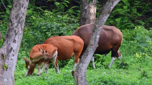 Vaches Broutant Sur Champ Près Forêt — Video