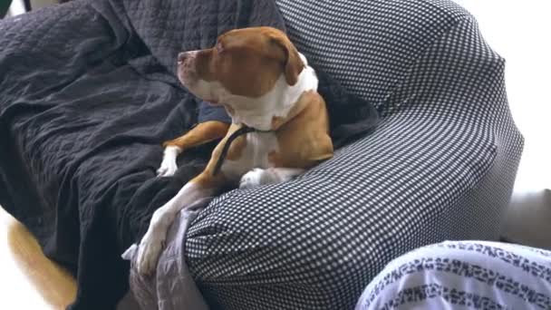 Hund Liegt Mit Weißer Decke Bett — Stockvideo