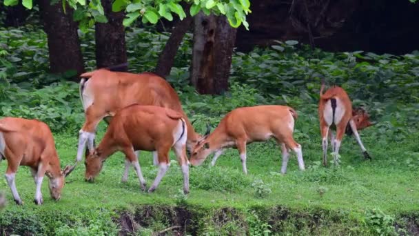 Vaches Broutant Sur Champ Près Forêt — Video