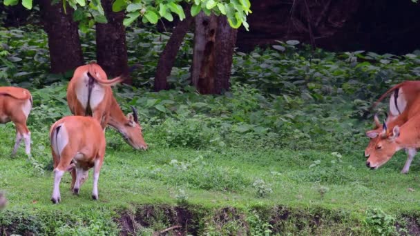 Корови Пасуться Полі Поблизу Лісу — стокове відео