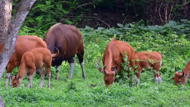 Vaches Broutant Sur Champ Près Forêt — Video