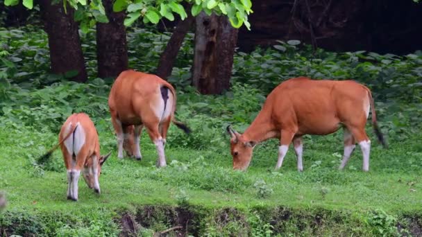 Корови Пасуться Полі Поблизу Лісу — стокове відео
