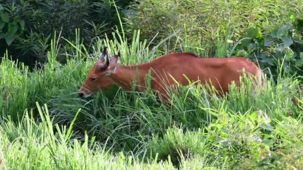 Vacas Pastando Campo Perto Floresta — Vídeo de Stock