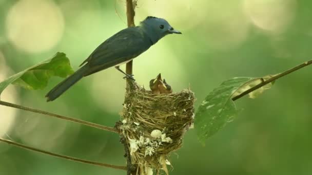 Moeder Vogel Voeden Haar Nestjongen — Stockvideo