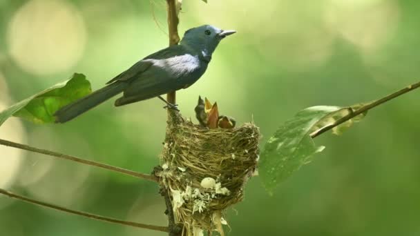 Yavrularını Besleyen Anne Kuş — Stok video