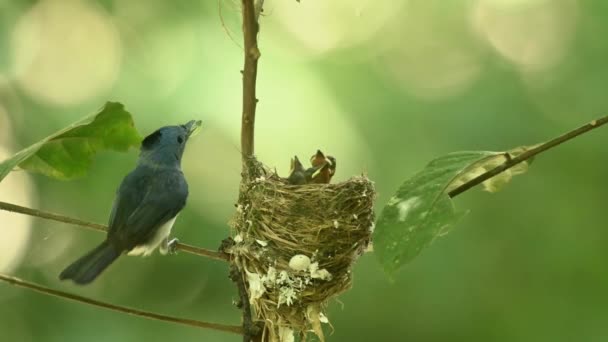 Mère Oiseau Nourrir Ses Oisillons — Video