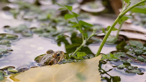 Žába Vystrkuje Hlavu Nad Vodu Dívá Její Okolí — Stock fotografie
