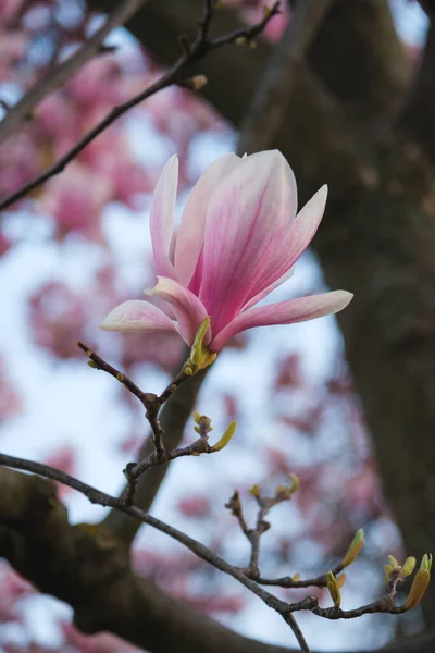 Bela Primavera Magnólia Floresce Parque — Fotografia de Stock