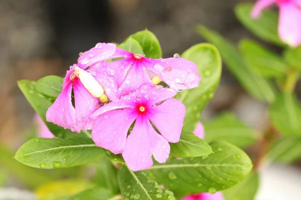 Gyönyörű Kilátás Nyílik Vízcseppekre Adenium Esőzése Után Homályos Háttérrel — Stock Fotó