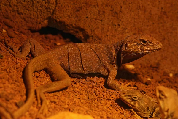 Closeup on a Great Basin collared lizard , Crotaphytus bicinctores in a terrarium