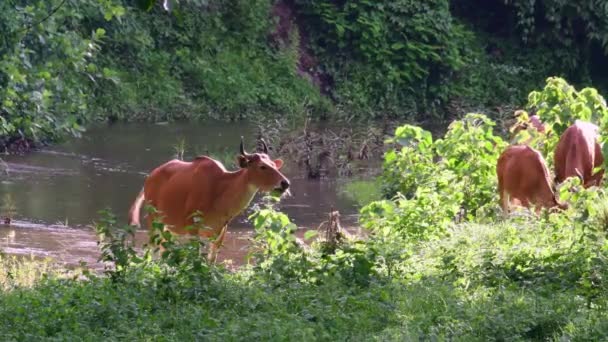 Vacas Pastando Campo Perto Floresta — Vídeo de Stock