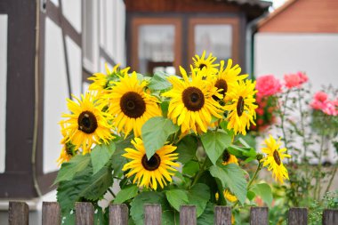 Selective focus shot of beautiful sunflowers in a front yard of an old half-timbered house. Close up of yellow, decorative garden plants. clipart