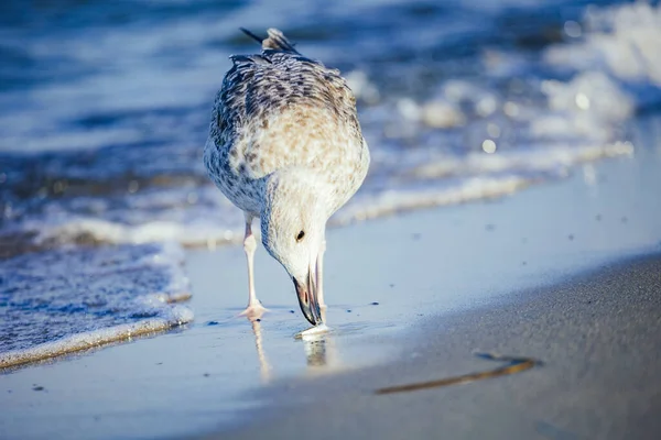 Foyer Doux Une Mouette Sur Rivage Avec Petit Poisson Sur — Photo