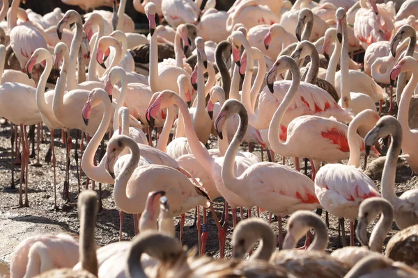 Eine Gruppe Flamingos Der Nähe Eines Teiches — Stockfoto