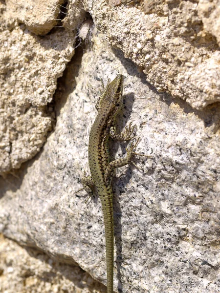 Tiro Perto Lagarto Parede Comum Uma Superfície Rochosa Áustria — Fotografia de Stock