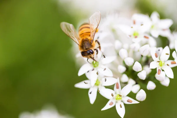 Макро Снимок Пчелы Опыляющей Цветущее Растение Петрушки Боке — стоковое фото