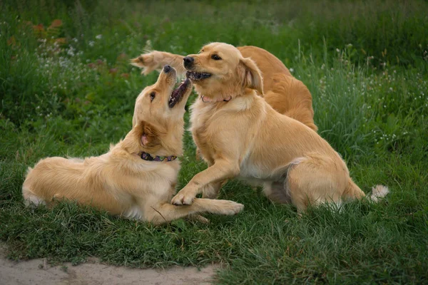 Zbliżenie Psy Golden Retriever Bawiące Się Zewnątrz — Zdjęcie stockowe