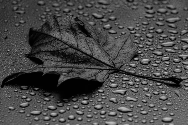 Tiro Close Uma Folha Seca Outono Com Gotas Chuva Superfície — Fotografia de Stock