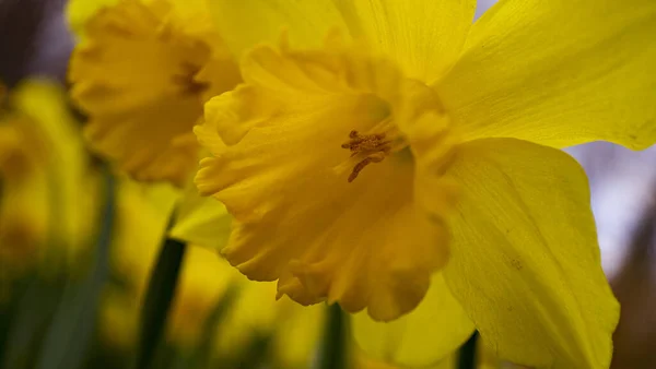 Primer Plano Hermosas Flores Narcisas Amarillas Aire Libre —  Fotos de Stock