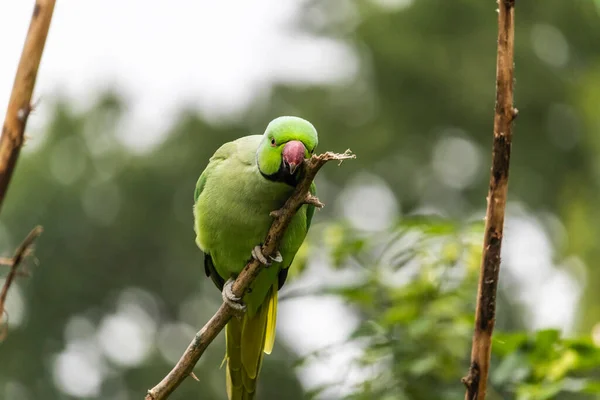 Closeup Shot Beautiful Green Parakeet Branch — Stock Photo, Image