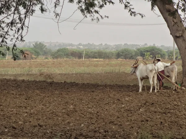 Granjero Comienza Arar Tierra Seca Con Sus Toros Granja India —  Fotos de Stock