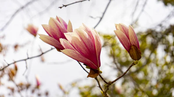 Ένα Κοντινό Πλάνο Ροζ Λουλούδια Μανόλια Ένα Δέντρο Κατά Διάρκεια — Φωτογραφία Αρχείου