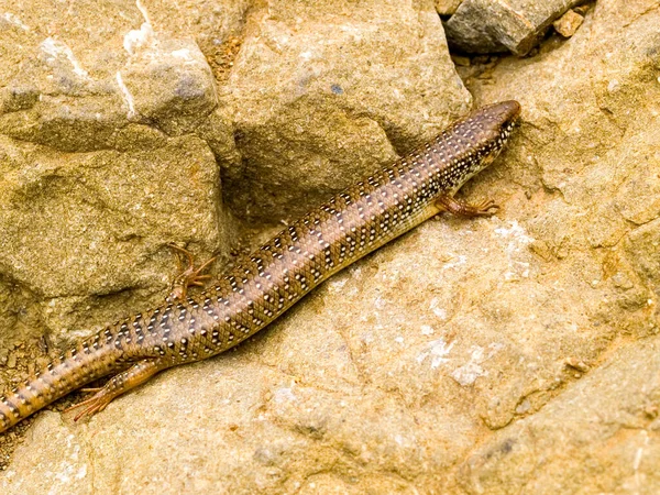 Detailní Záběr Chalcides Ocellatus Nebo Ocellated Skink Skále Řecku — Stock fotografie