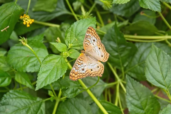 Una Mariposa Marrón Sobre Una Hoja Verde —  Fotos de Stock