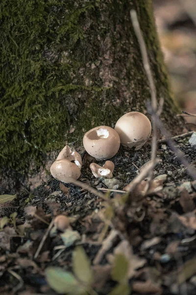Vertical Shot Mushroom Close Shot Using Telephoto Lens — Stock Photo, Image