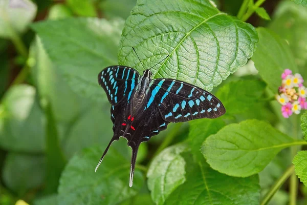 Una Mariposa Negra Azul Roja Sobre Una Hoja Verde —  Fotos de Stock