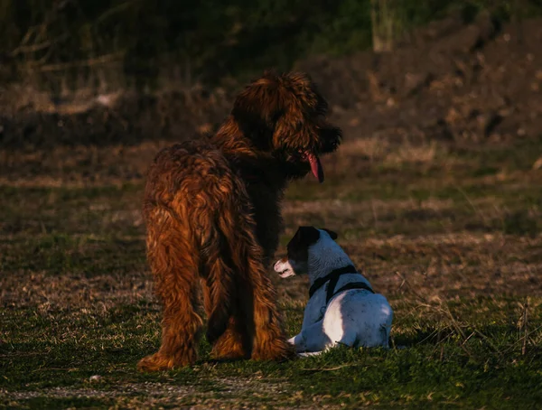 Primer Plano Perros Jugando Juntos Parque —  Fotos de Stock