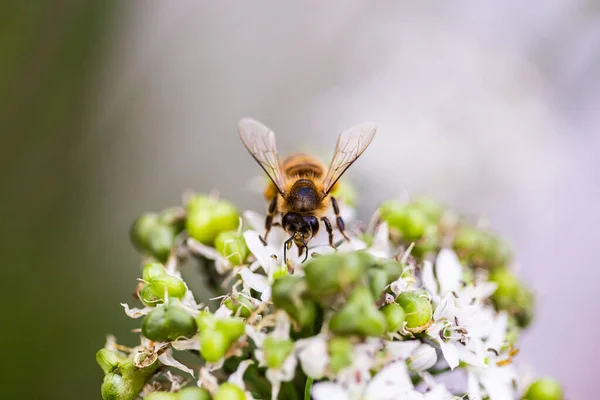 Tiro Macro Uma Abelha Polinizando Uma Planta Floração Herbácea Branca — Fotografia de Stock