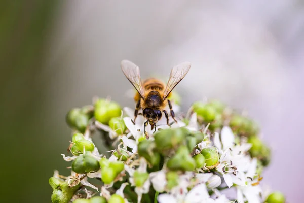 Makro Záběr Včely Opylující Bílou Bylinnou Kvetoucí Rostlinu Světlem Bokeh — Stock fotografie